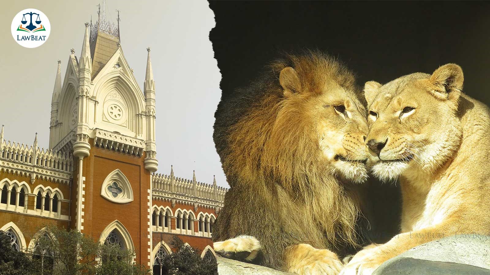 In a secular, welfare state, why one should name lion after Sita and Akbar: HC asks In a secular, welfare state, why one should name lion after Sita and Akbar: HC asks